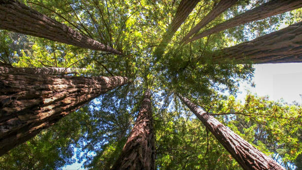 How Our Tree Care Process Works  in Torrance, CA